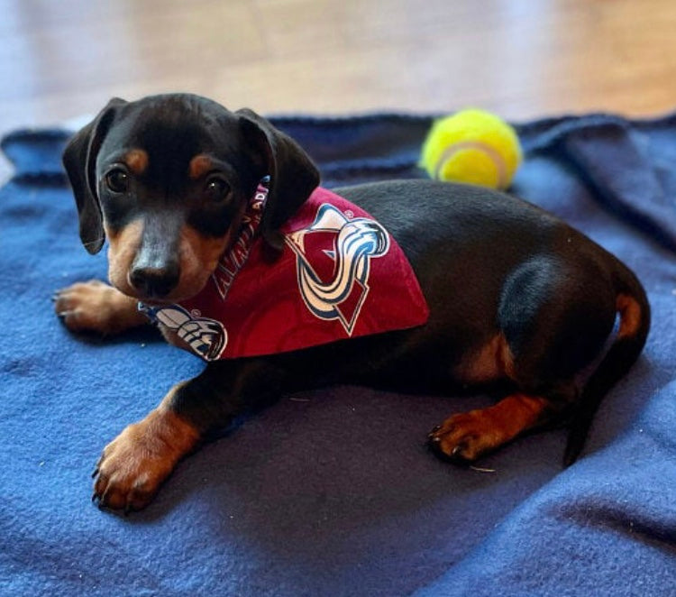 Colorado Avalanche Dog Jerseys, Avalanche Pet Carriers, Harness, Bandanas,  Leashes