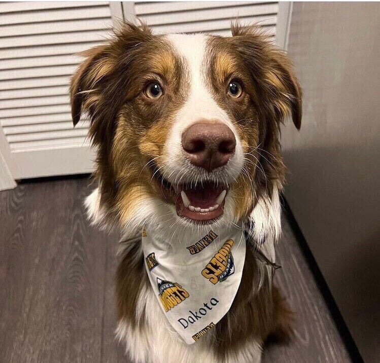 Denver Broncos Reversible Pet Bandana